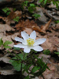 Maciej Puławski. Flower