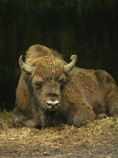 Wisent